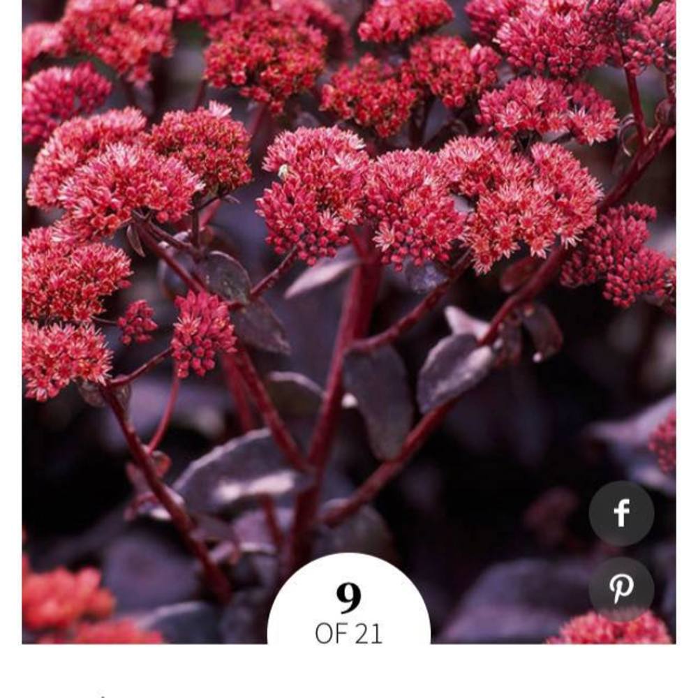 Meet your Posher, Sharon